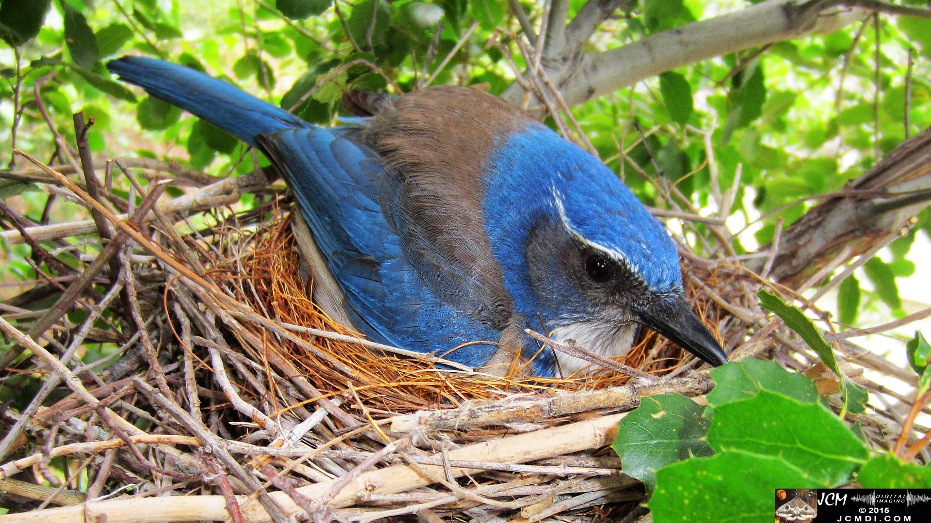 Scrub Jay stills in Santa Clarita, Ca jcmdi.com